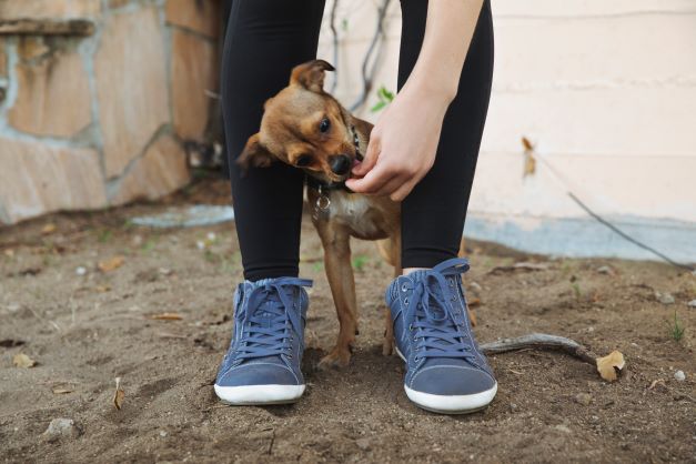 Wearing the Startup Sneaker in Indigo to Go Dog Walking