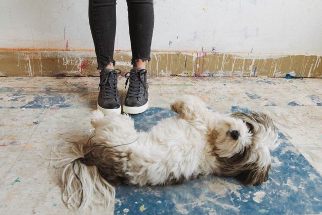 Taos Winner Sneakers and Puppy